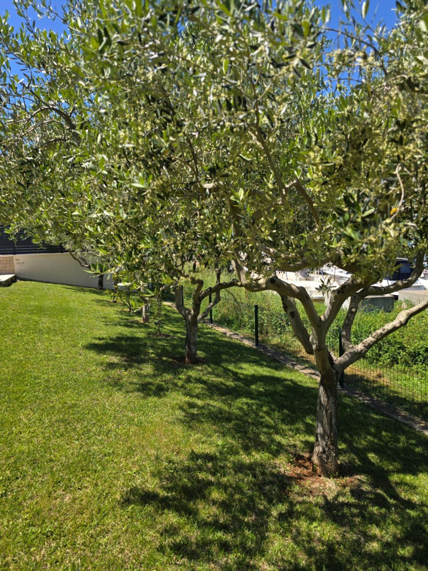 Olive Garden, Apartment With A Private Pool Banjole Εξωτερικό φωτογραφία